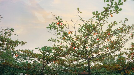 red and green