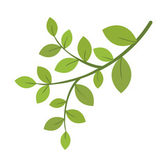 A single isolated twig with leaves on a white background