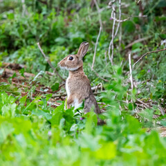 Naklejka na ściany i meble A young rabbit in a field