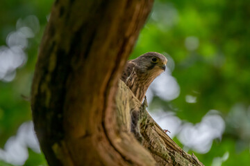 A young kestrel (Falco tinnunculus)  photographed in a green tree