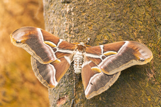 Eri silkmoth (Samia ricini), with open wings, on a brown stem
