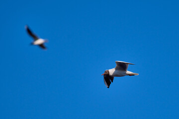 Black Headed Gull flight in the blue sky over a river Neris in the Lithuania