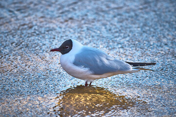 Black-Headed Gull stand near the riverside in the water