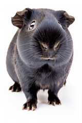 guinea pig on white background