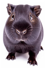 guinea pig on white background