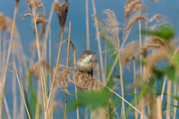 Flora And Fauna Of Reservoirs And Meadows