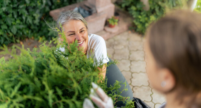 The granddaughter assists her grandmother in planting a sizable shrub in a pot. Their hands work in harmony, carefully positioning the plant. This image encapsulates their shared love for gardening