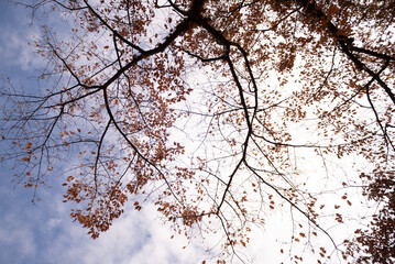 Autumn branches against the sky