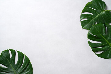 Tropical palm monstera leaves isolated on gray table background.