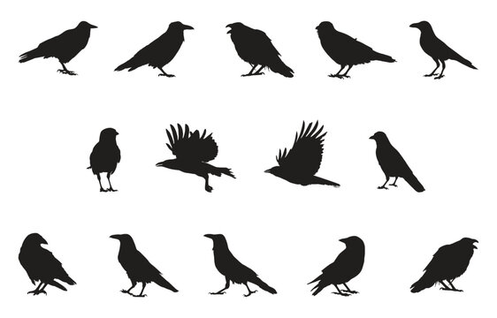 Set of silhouettes of crow birds vector illustration