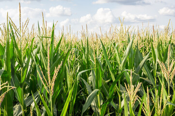 Campo de cultivo de maíz. Imagen de la parte superior de la planta y un cielo nublado.