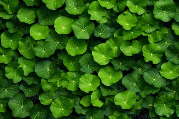 Fototapeta premium Lotus leaves background, lotus, lotus seeds, relaxing atmosphere, high resolution, highest quality Generative AI