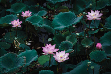 Lotus blooms in summer. Pink lotus flower with green leaves in lake in china. They are often viewed as a symbol of purity.