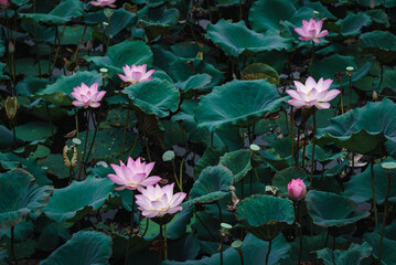 Lotus blooms in summer. Pink lotus flower with green leaves in lake in china. They are often viewed as a symbol of purity.