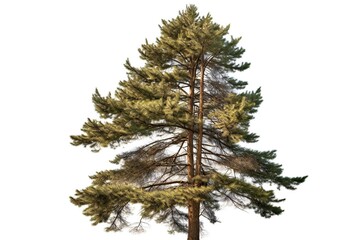 Obraz premium Realistic pine tree on white background, highly detailed Generative AI