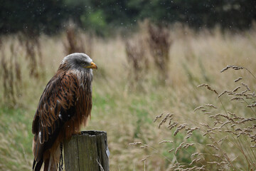 hawk in the rain