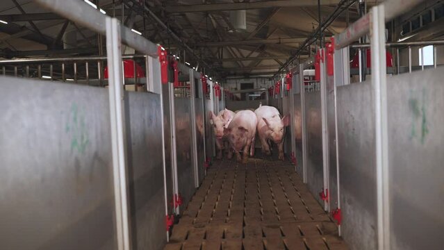  Transportation of pigs, pigs go, pig farm, pig breeding complex