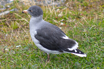 The dolphin gull Leucophaeus scoresbii is a gull native to southern Chile and Argentina and the...