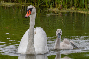 mute swan (Cygnus olor) member of the common Anatidae waterfowl in aiguamolls emporda mediterranean girona spain swimming next to its young