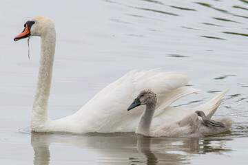 mute swan (Cygnus olor) member of the common Anatidae waterfowl in aiguamolls emporda mediterranean girona spain swimming next to its young