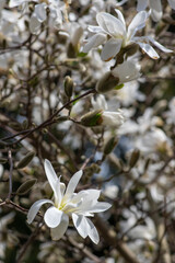 Star Magnolia stellata early spring flowering shrub, flowers with bright white tepals on branches in bloom