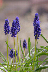 Muscari armeniacum ornamental springtime flowers in bloom, Armenian grape hyacinth flowering blue plants in the garden