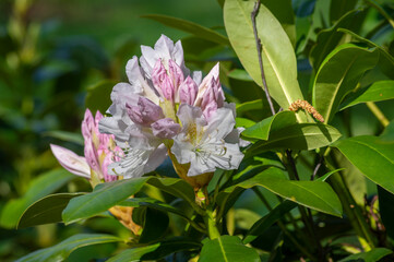 Rhododendron Madame Masson white flowers with yellow dots in bloom, flowering evergreen shrub, green leaves