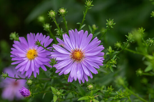 Symphyotrichum novi-belgii Almira blue flowering plant, beautiful summer autumn rich petal flowers in bloom