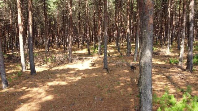 A troop of scared vervet monkeys scatter into the forest as a drone approaches