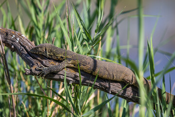 Monitor lizard on a branch catching some sun