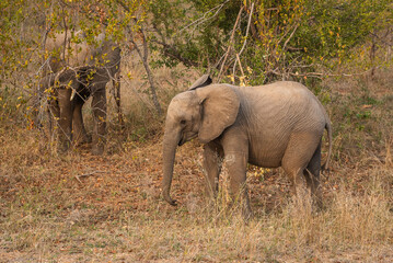 Young african elephant walking in the bush