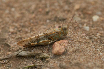 Blauflügelige Ödlandschrecke (Oedipoda caerulescens)	