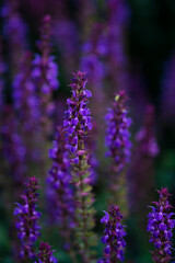 Blooming sage oak. Purple flowers close up. Floral background.