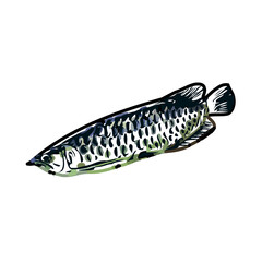 Arowana fish color sketch with transparent background