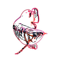 Arowana fish color sketch with transparent background