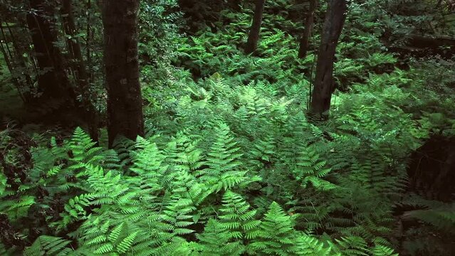 Aerial view flying slowy above a nice green fern forest