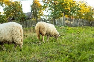 Naklejka premium Sheep grazing the gras on the green meadow.Rural landscape.