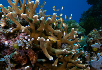 Threadfin Anthias sheltered in a hard coral Boracay island Philippines