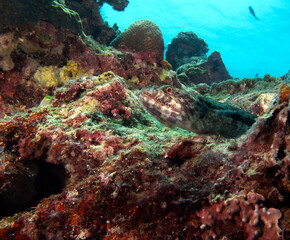 Fototapeta na wymiar A sand Lizardfish resting on rocks Boracay Island Philippines