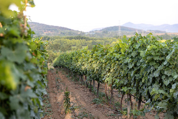 Fototapeta na wymiar Grape field vine winery grapevine