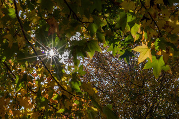 Starburst effect as the sun rays break through Autumn colored leaves along with backlighting in an...