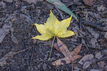 A single colored fallen leaf on the ground announcing the arrival of Autumn, together with a green leaf and dead wood.