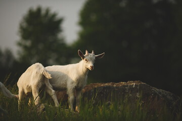 Saanan dairy goats on a small farm in Ontario, Canada.