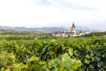 Fototapeta na wymiar Grape field vine winery grapevine
