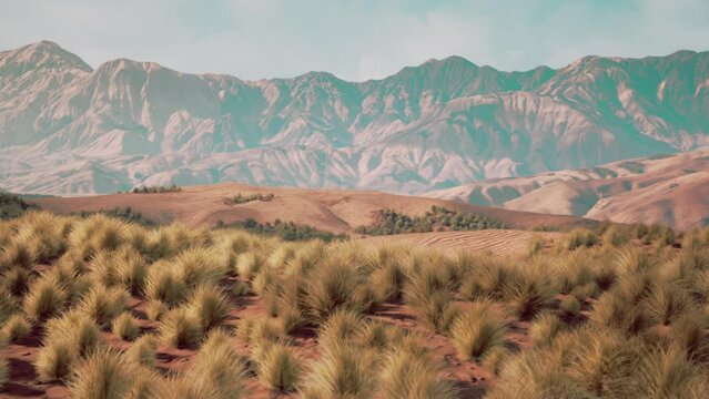 Bush in semi desert large wasteland