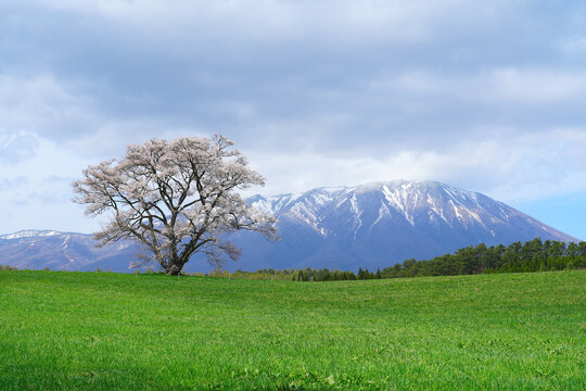 Solitary Cherry Tree and Iwate mountain in Spring at Koiwai farm of Shizukuishi, Iwate District, in Japan.