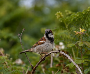 Forest Sparrow Perched