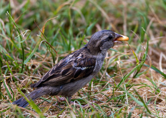 Forest Sparrow Feeding