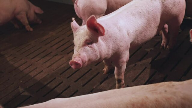 Close-up of pigs, pigs, pig farm, pig pens, pig breeding complex