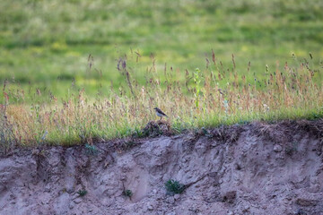Flora And Fauna Of Reservoirs And Meadows